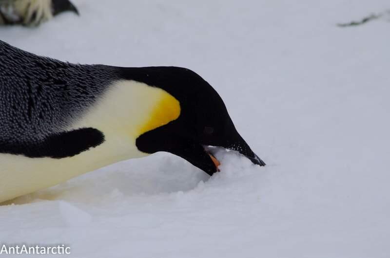 Papa Pinguin, Bapak Terbaik di Dunia! &#91;INSPIRASI untuk Para Bapak dan Calon Bapak&#93;