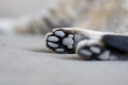 9 Fakta Menarik tentang Cakar Kucing