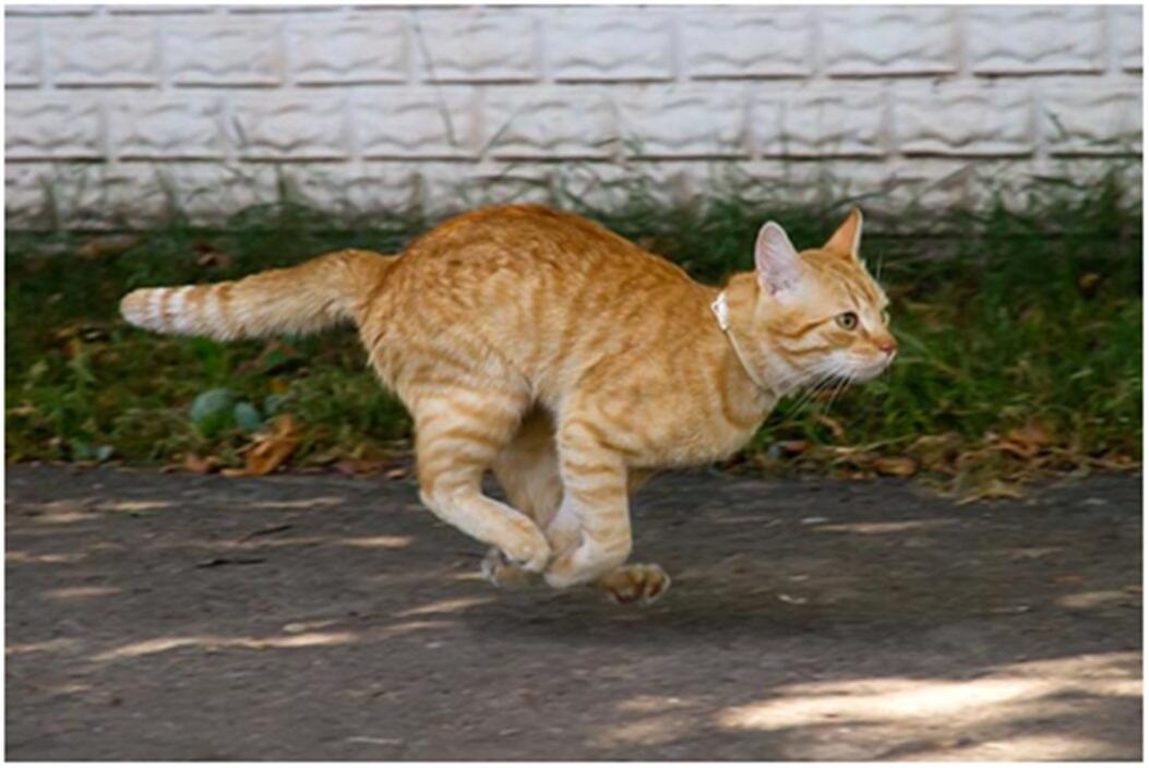 9 Fakta Menarik tentang Cakar Kucing