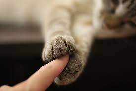 9 Fakta Menarik tentang Cakar Kucing
