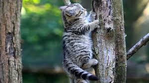 9 Fakta Menarik tentang Cakar Kucing