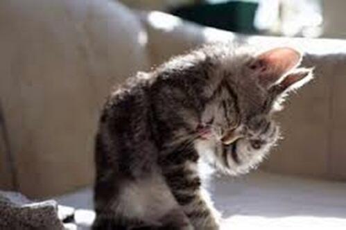 9 Fakta Menarik tentang Cakar Kucing