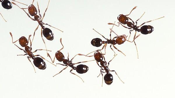 14 Cara Alami untuk Mengusir Semut