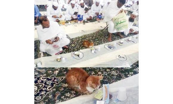 &#91;FOTO&#93; Kucing Sabar Tunggu Waktu Berbuka Puasa Ini Bikin Gempar