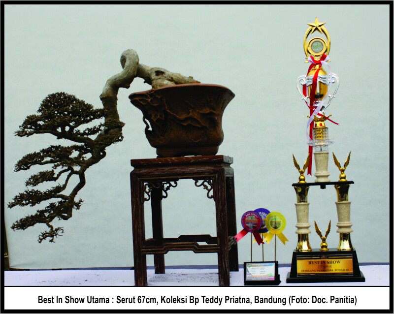 Bonsai kita