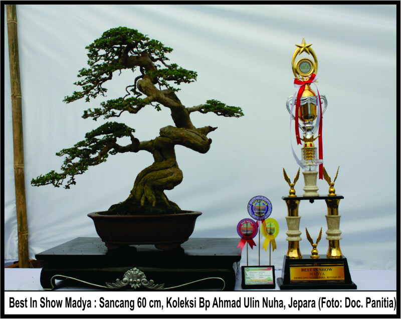 Bonsai kita
