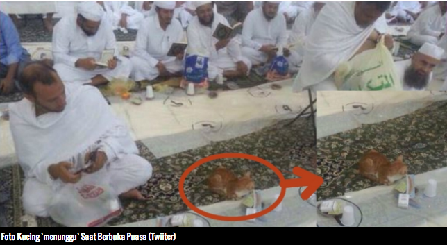 Kucing ini Hadiri dan Tunggu Buka Puasa di Masjid