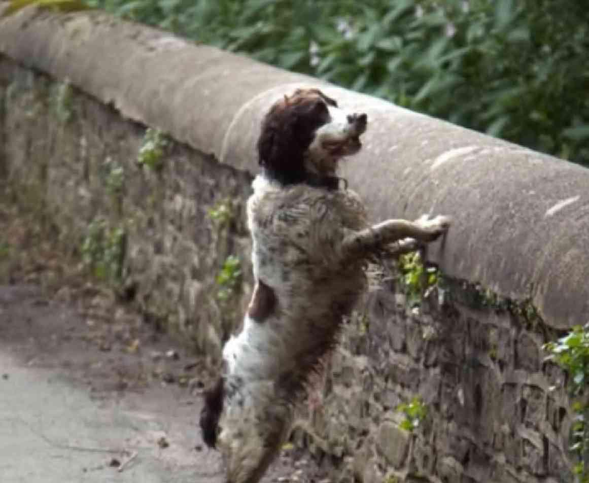 Anjing Favorit Bunuh Diri Di Jembatan Ini Gan