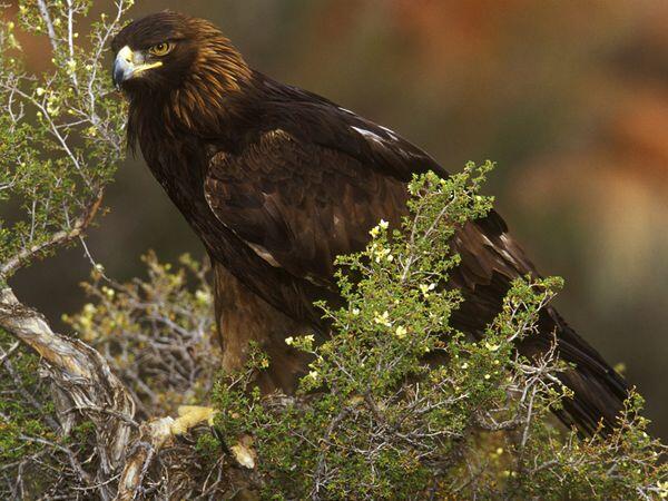 Golden Eagle