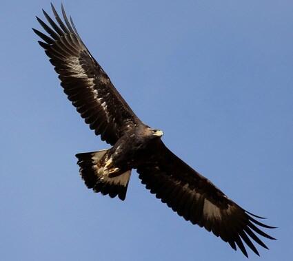 Golden Eagle