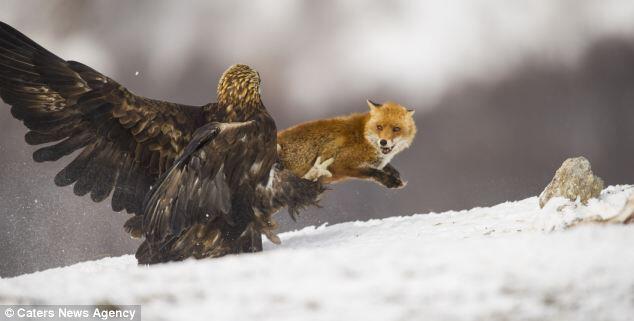 Golden Eagle