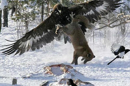 Golden Eagle