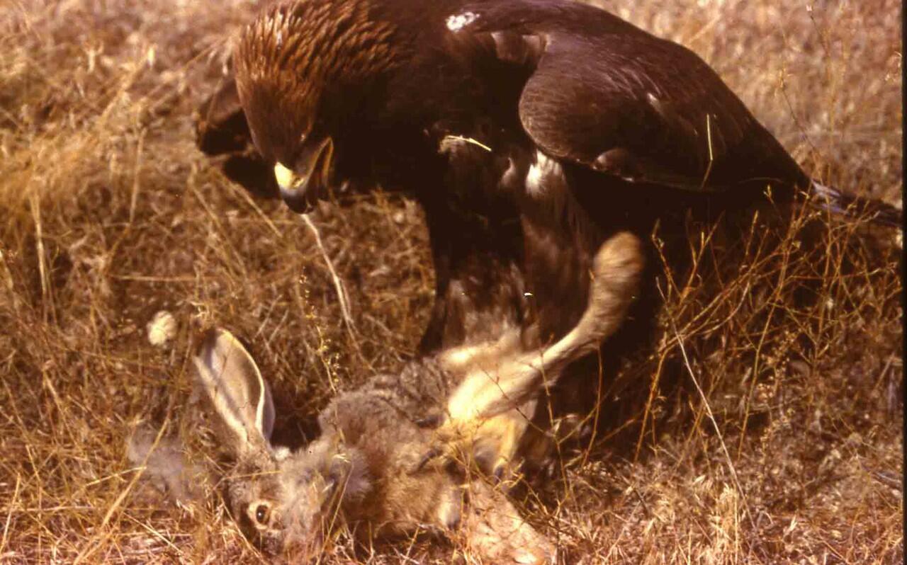 Golden Eagle