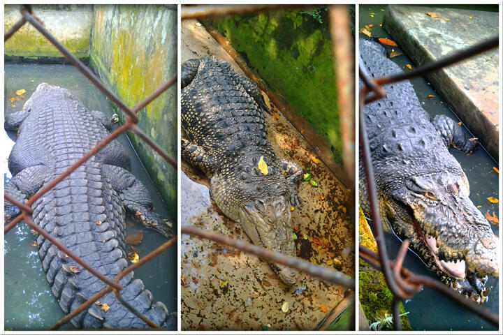 Buaya Darat Di Asam Kumbang
