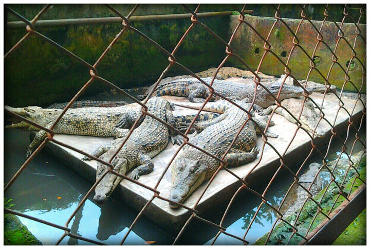 Buaya Darat Di Asam Kumbang