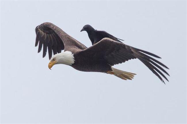 Pemandangan Langka! Burung Gagak Hinggap Diatas Punggung Elang Yg Sedang Terbang