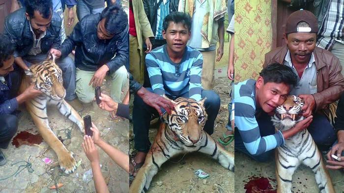 Dicari Pembunuh Harimau Sumatera !