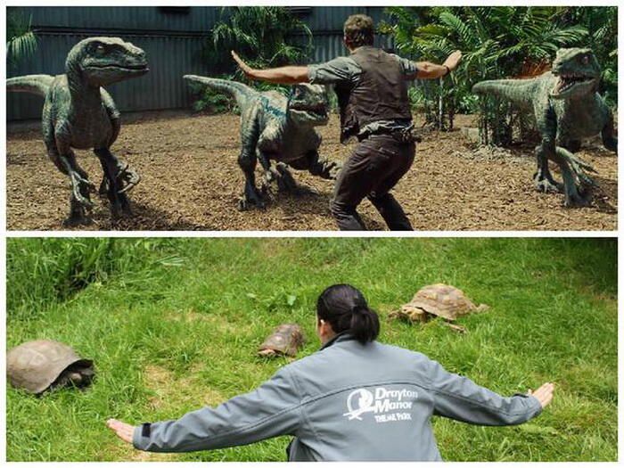 Aksi Chris Pratt di Jurassic World Ditiru Para Penjaga Kebun Binatang!