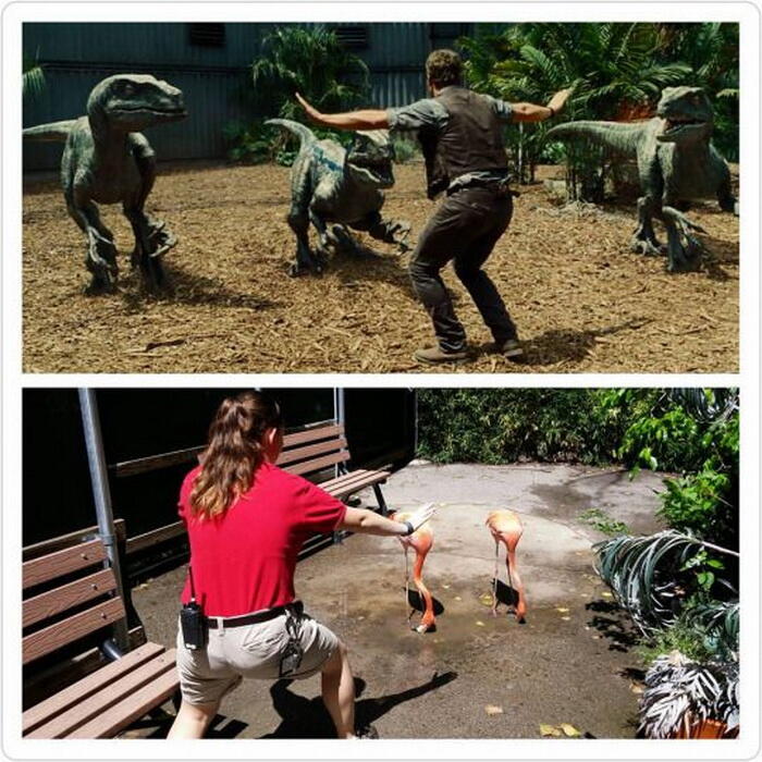 Aksi Chris Pratt di Jurassic World Ditiru Para Penjaga Kebun Binatang!