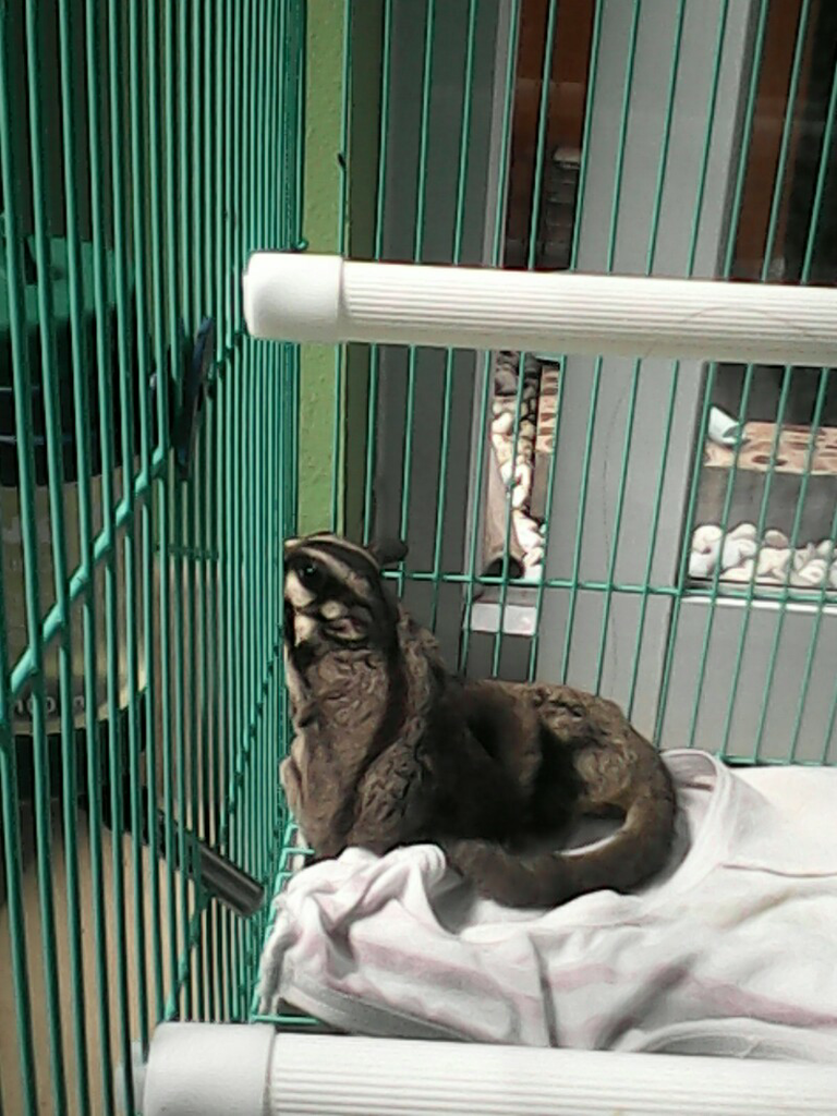 Pecinta suger glider masuk gan