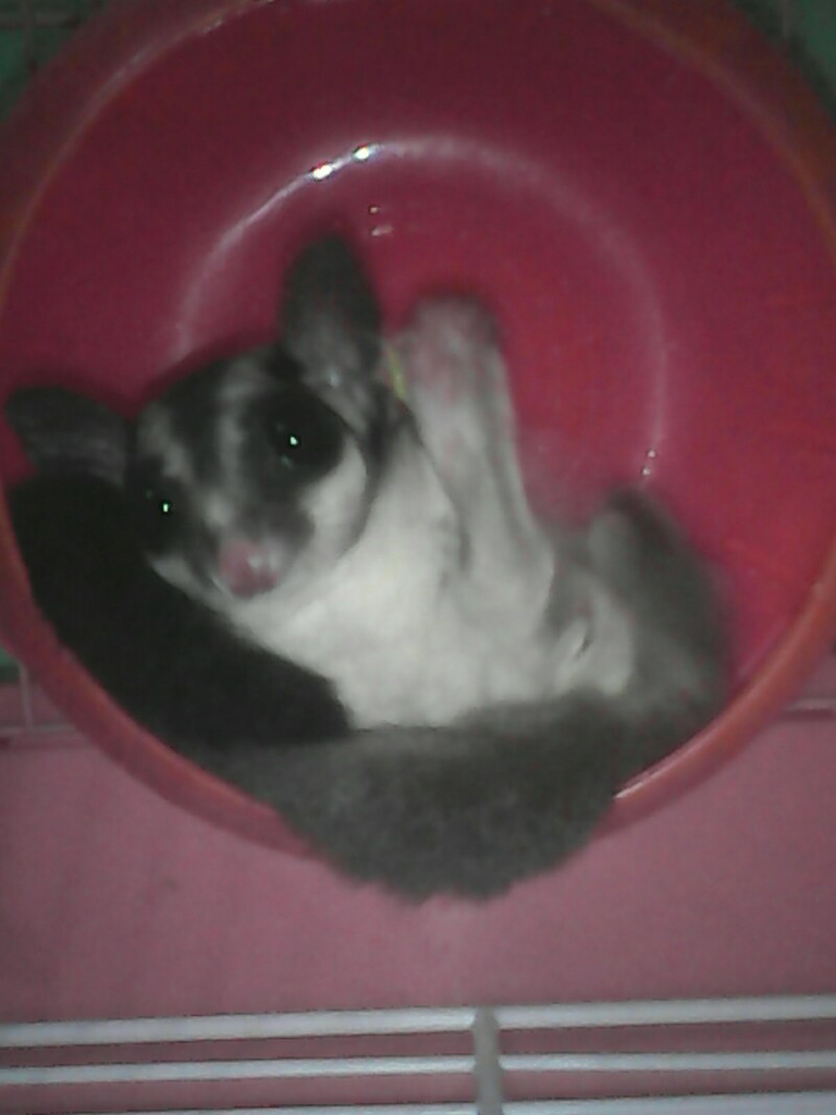 Pecinta suger glider masuk gan