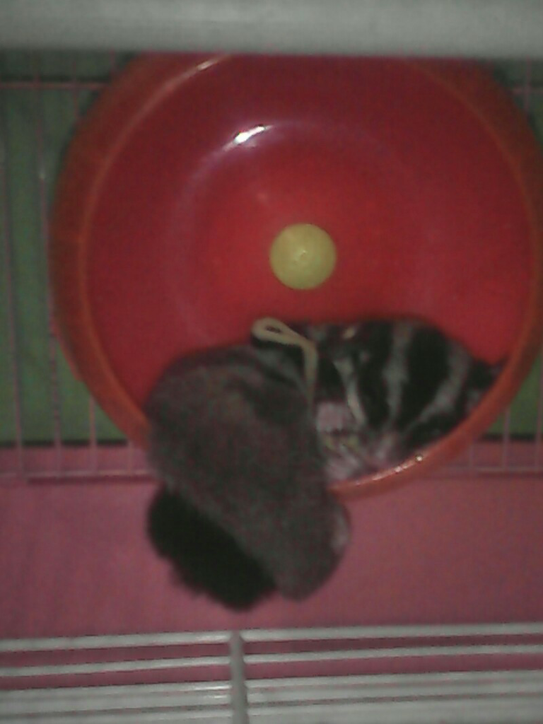 Pecinta suger glider masuk gan