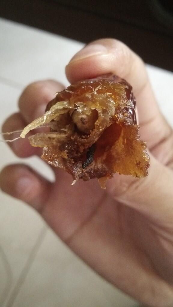 Teliti kalo makan kurma, harga tidak menjamin