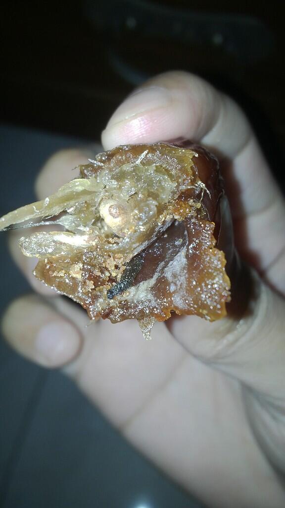 Teliti kalo makan kurma, harga tidak menjamin
