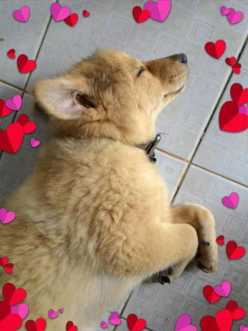 hibah anak anjing, puppy, puppies 8 bulan cikarang u/ adopsi