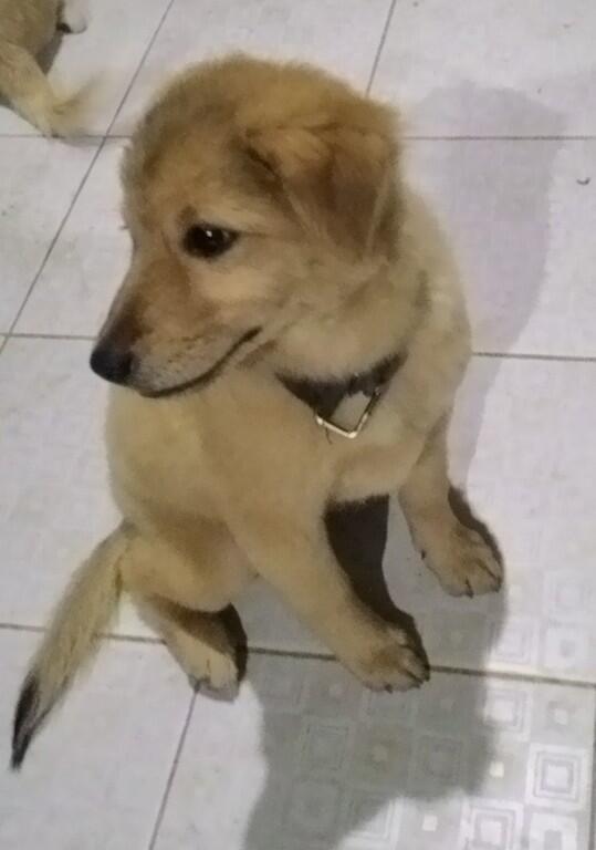 hibah anak anjing, puppy, puppies 8 bulan cikarang u/ adopsi