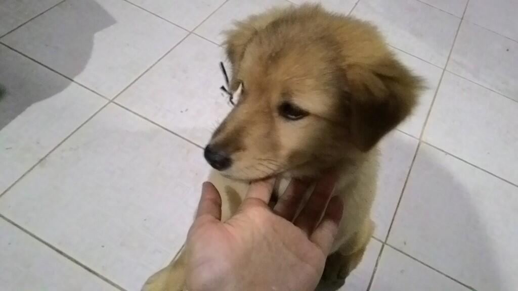 hibah anak anjing, puppy, puppies 8 bulan cikarang u/ adopsi