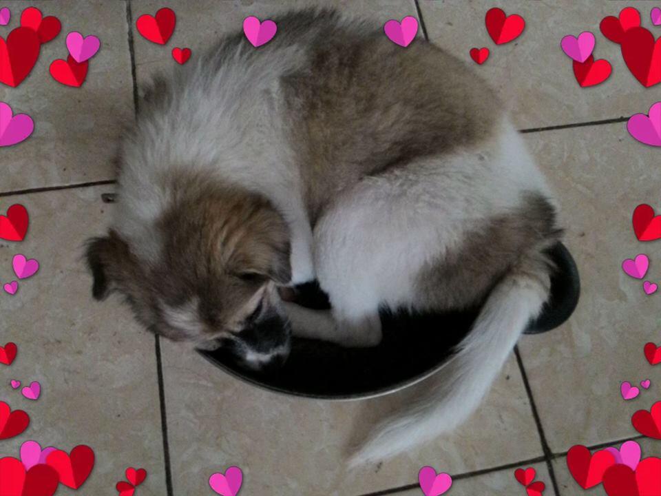 hibah anak anjing, puppy, puppies 8 bulan cikarang u/ adopsi