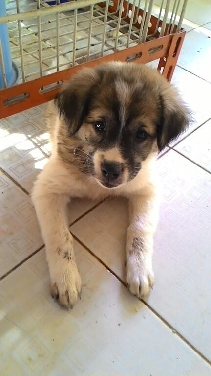 hibah anak anjing, puppy, puppies 8 bulan cikarang u/ adopsi
