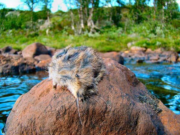 Tikus Lemming, si Pengerat mungil dari Arktik
