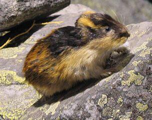Tikus Lemming, si Pengerat mungil dari Arktik