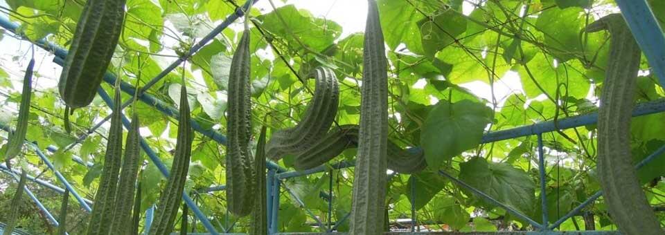 Tau Sayur Oyong Gak Gansis? Ni Manfaatnya Bagi Kesehatan Tubuh Kita