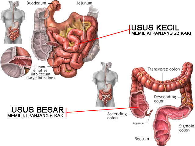 Tau Sayur Oyong Gak Gansis? Ni Manfaatnya Bagi Kesehatan Tubuh Kita