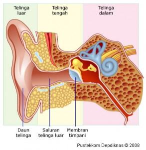 Tau Sayur Oyong Gak Gansis? Ni Manfaatnya Bagi Kesehatan Tubuh Kita