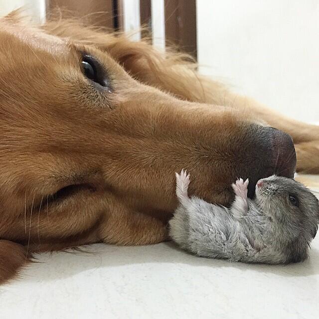 Persahabatan Antara Anjing, Hamster dan Burung yang Menggemaskan &#91;PICT&#93;