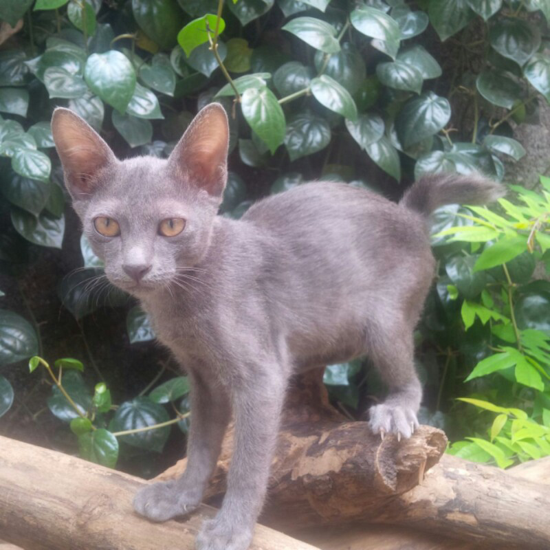 Kucing Busok, Ras Asli Indonesia