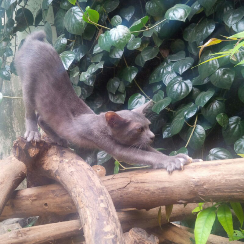 Kucing Busok, Ras Asli Indonesia