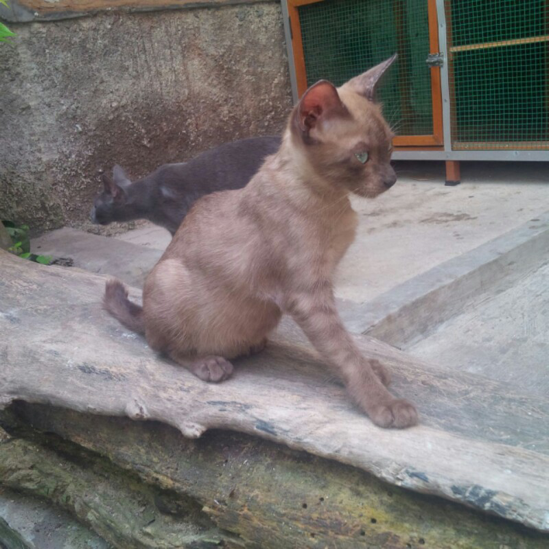 Kucing Busok, Ras Asli Indonesia