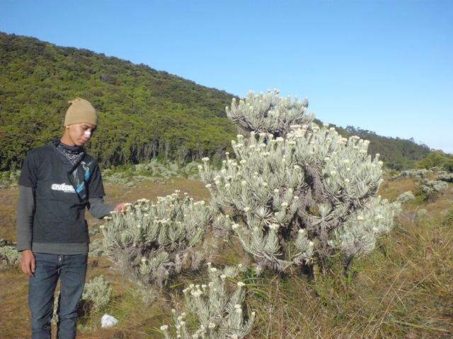 Pendakian Gunung Gede