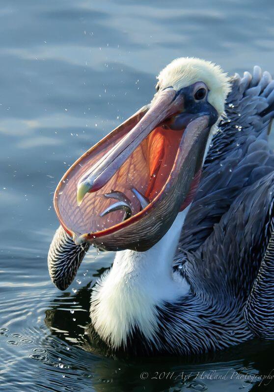 keindahan seni fotografi burung dan pemandangan yang sangat luar biasa
