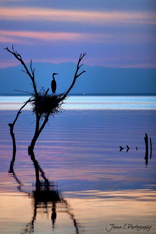 keindahan seni fotografi burung dan pemandangan yang sangat luar biasa