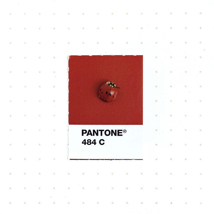 Desainer Grafis ini Mencocokkan Warna Pantone dengan Objek Kecil Di sekitarnya