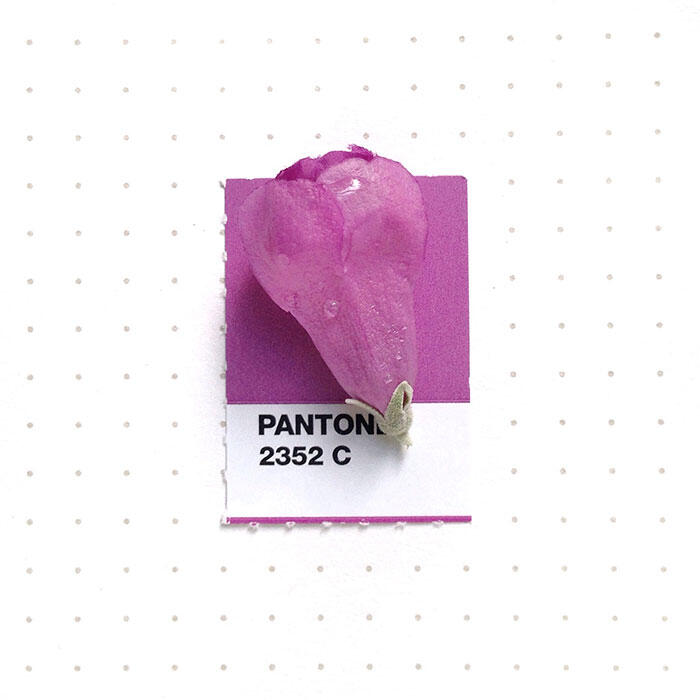 Desainer Grafis ini Mencocokkan Warna Pantone dengan Objek Kecil Di sekitarnya