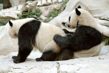 Fakta Menggelikan Panda Yang Bisa Bikin Agan Tersenyum &#91;BATA TS Kalo Gak Senyum&#93;