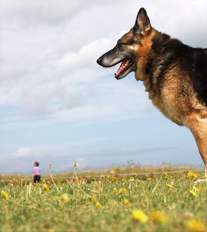 Awas! Anjing-Anjing Raksasa Muncul Di Bumi