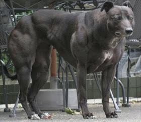 Anjing paling berotot di dunia